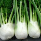 100 Florence Fennel Seeds Microgreen Microherb Garden Fresh