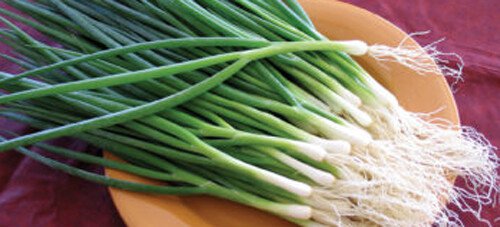 200 Green Onion Seeds Tokyo Long White Bunching Onion Scallion Shallot Fresh Us