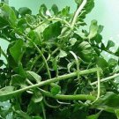 1000 Cress Seeds Upland Cress Seed Garden Cress American Cress Creasy Green