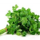 200 Italian Parsley Seeds Dark Green Flat Leaf Garden Fresh Herb