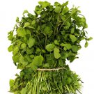 500 Watercress Seeds True Watercress Chinese Watercress Supperfood Microgreen Us