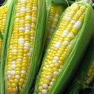 15 Sweet Corn Seeds Peaches And Cream Bicolor Corn Full Season Crop