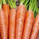 600 Carrot Seeds Tendersweet Carrot Sweetest Great Tasting Garden Vegetable