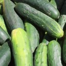 25 Cucumber Seeds Marketmore Cucumber Fesh Garden Seeds