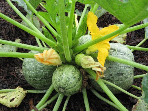 20 Round Zucchini Summer Squash Seeds Cucurbita Pepo Vegetable Fresh