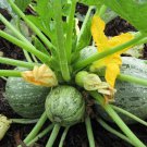20 Round Zucchini Summer Squash Seeds Cucurbita Pepo Vegetable Fresh