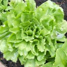 500 Broadleaf Batavian Endive Seeds Cichorium Endivia Escarole Vegetable