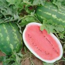 25 All Sweet Watermelon Seeds Descended From Crimson Sweet Fruit Wt 25 35Lb