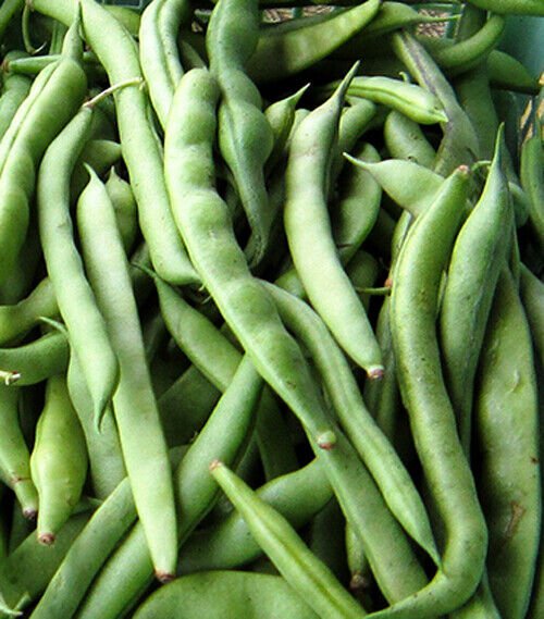 15 Kentucky Wonder Pole Bean Seeds Chinese Four Seasons Pole Green Bean