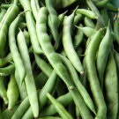 15 Kentucky Wonder Pole Bean Seeds Chinese Four Seasons Pole Green Bean
