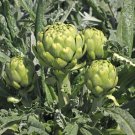 20 Green Globe Artichoke Seeds Artichoke Thistle Cardoon Vegetable Seeds