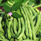 15 Tendergreen Improved Green Bush Bean Seeds Stringless Bean Heavy Producer