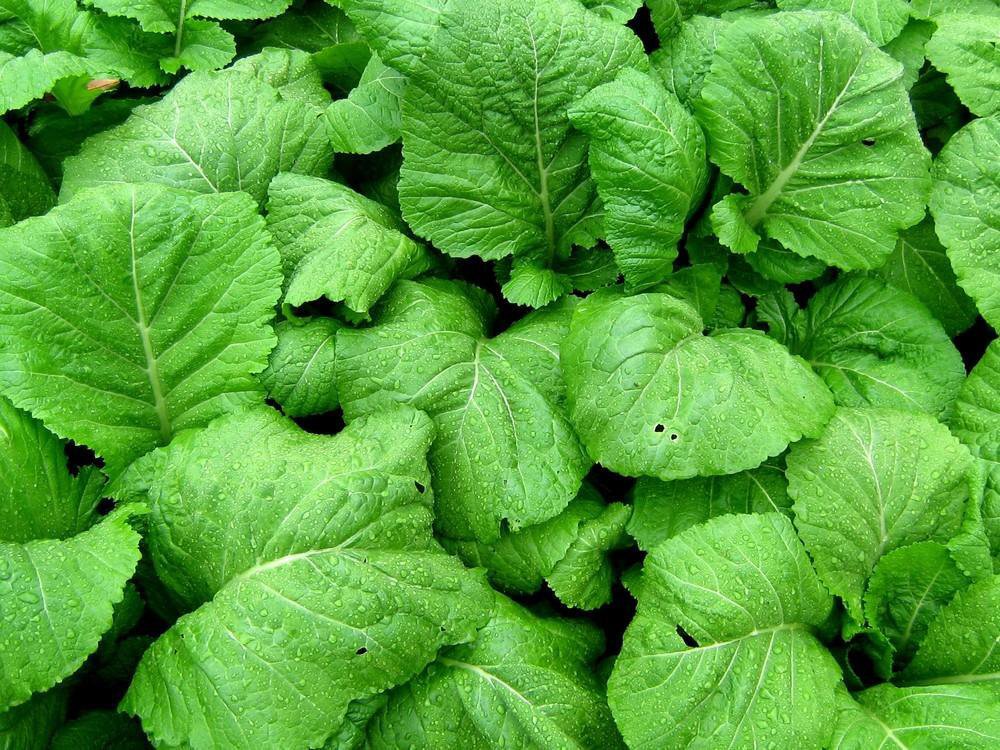 200 Florida Broadleaf Mustard Seeds Green Shealihong Loose Leaf Vegetable