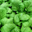 200 Florida Broadleaf Mustard Seeds Green Shealihong Loose Leaf Vegetable