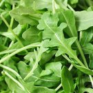 500 Organic Roquette Arugula Seeds Salad Rocket Garden Rocket Salad Green
