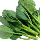 100 Seeds Chinese Kale Kailaan Chinese Broccoli Gai Lan Choi Vegetable