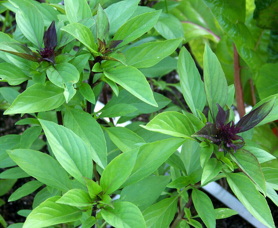 100 Thai Basil Seeds Ocimum Basilicum Khmer Chi Neang Voang Jiu Ceng Ta