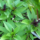 100 Thai Basil Seeds Ocimum Basilicum Khmer Chi Neang Voang Jiu Ceng Ta