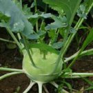 300 White Viena Kohlrabi Seeds Brassica Oleracea Garden Vegetable