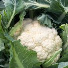 200 Cauliflower Seeds Snowball Self Blanching Cauliflower Brassica Oleracea Usa