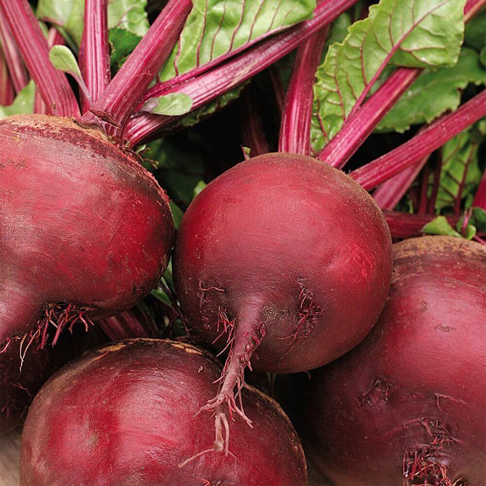 100 Seeds Beetroot Detroit Dark Red Beet Beta Vulgaris Vegetable