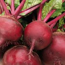 100 Seeds Beetroot Detroit Dark Red Beet Beta Vulgaris Vegetable