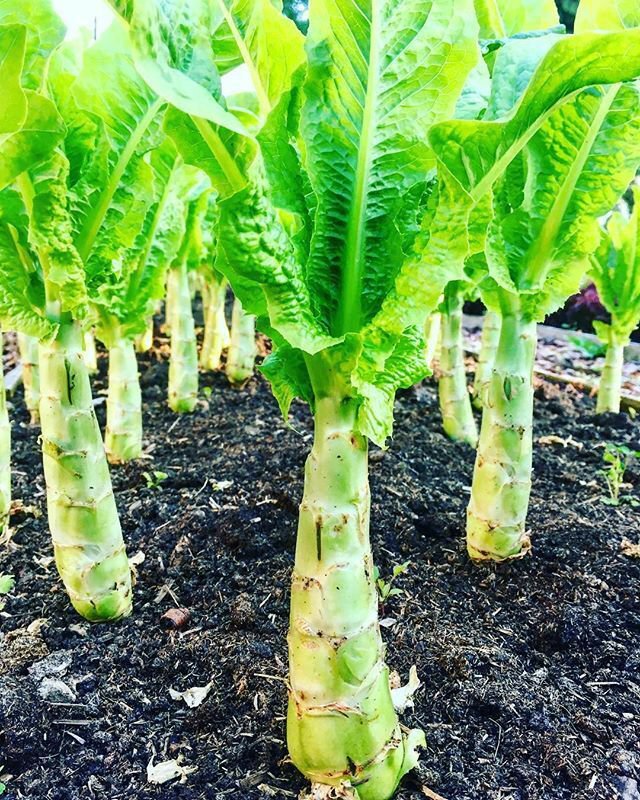 50 Seeds Chinese Lettuce Stem Asparagus Celttuce Celery Luttuce Woju Wosum