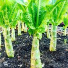 50 Seeds Chinese Lettuce Stem Asparagus Celttuce Celery Luttuce Woju Wosum