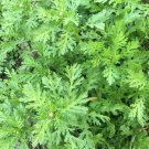 200 Tongho Choy Seeds Shungiku Ssukgat Tan O Edible Chrysanthemus Serrated Leaf