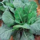300 Kale Seeds Champion Collard Greens Brassica Oleracea Kale Vegetable
