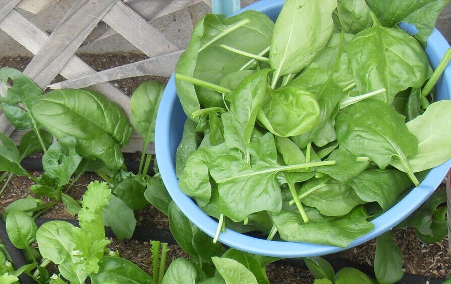 200 Spinach Seeds Viroflay Spinach Spinacia Oleracea Persia Vegetable