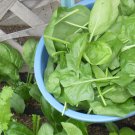 200 Spinach Seeds Viroflay Spinach Spinacia Oleracea Persia Vegetable