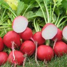 300 Radish Seeds Cherry Belle Radish Raphanus Sativus Vegetable