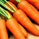 1000 Carrot Seeds Chantenay Red Cored Carrot Vegetable Garden Seeds