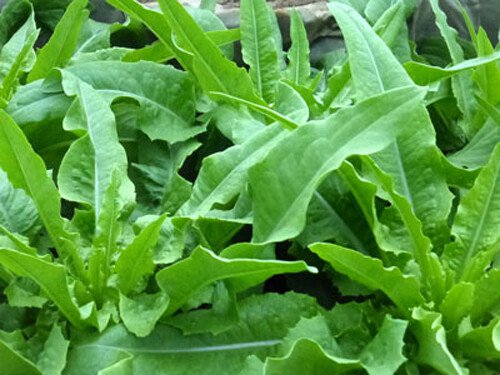200 Seeds Chinese Leaf Lettuce Sword Pointed Lettuce A Choy Yu Mai Tsai