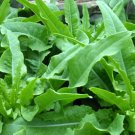 200 Seeds Chinese Leaf Lettuce Sword Pointed Lettuce A Choy Yu Mai Tsai