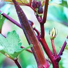 50 Red Burgundy Okra Seeds Abelmoschus Esculentus Fresh Vegetable Seeds