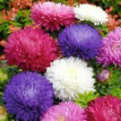 500 Powder Puff China Aster Seed Mix Callistephus Chinensis Cut Flowers