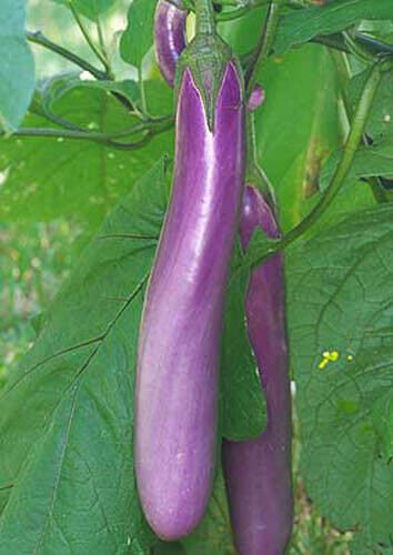 50 Chinese Eggplants Seeds Long Purple Eggplants Aubergine Asian Vegetable
