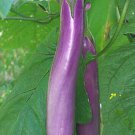 50 Chinese Eggplants Seeds Long Purple Eggplants Aubergine Asian Vegetable