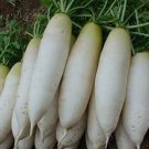 200 Radish Seeds White Icicle Radish Garden Vegetable Seeds
