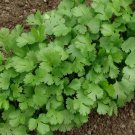 100 Seeds Cilantro Coriander Leaves Chinese Parsley Mexican Parsley