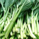 200 Seeds Asian Yu Choy Choi Sum Choy Sum Chinese Flowering Cabbage Veggies