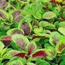 500 Red Amaranth Seeds Red Stripe Leaf Chinese Spinach Yin Cho Callaloo