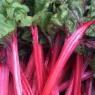 50 Organic Red Swiss Chard Seeds Rhubarb Perpetual Spinach Garden Fresh