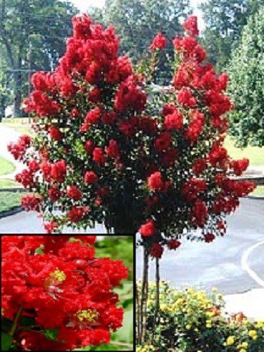35 Red Crape Myrtle Tree Shrub Flower Seeds Drought Tolerant Perennial