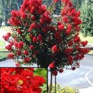 35 Red Crape Myrtle Tree Shrub Flower Seeds Drought Tolerant Perennial