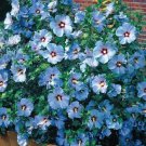 15 Blue Rose Of Sharon Flower Seeds Hibiscus Perennial
