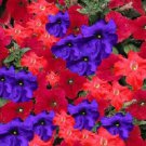 30 Petunia Red And Purple Flower Seeds Mix Annual
