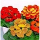 25 Calceolaria Flower Seeds Perennial Long Lasting